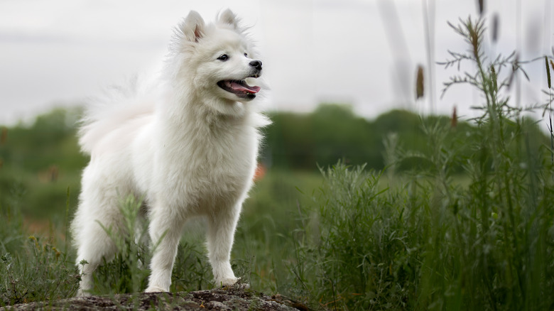 A Japanese spitz standing on a stone.