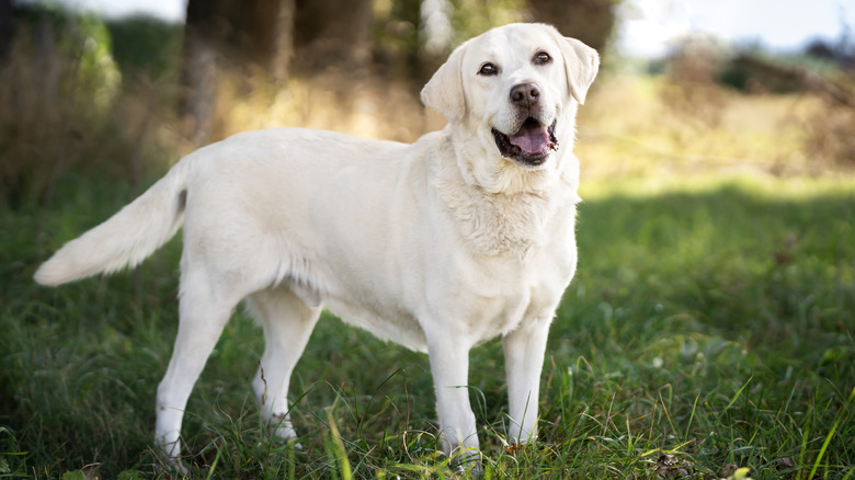 A yellow Labrador retriever in a meadow.