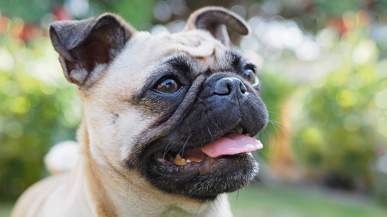 A portrait of a fawn-colored pug.