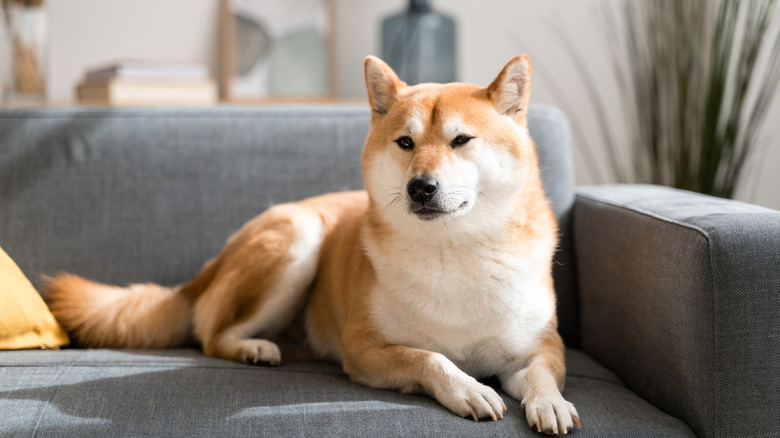 A shiba inu on the couch.