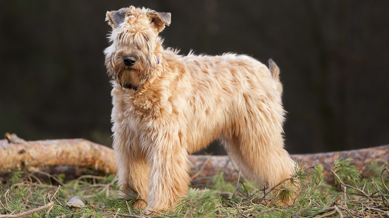 A soft-coated wheaten terrier standing on pine needles.