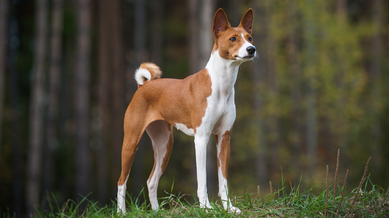 Basenji standing alert outside in a wooded field