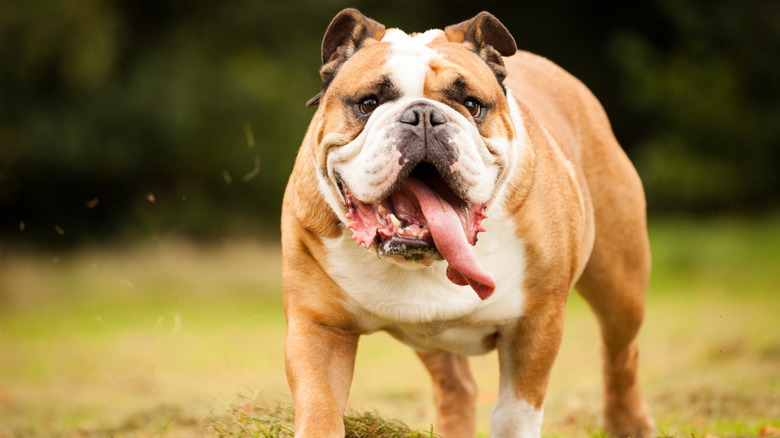 An English bulldog runs outside with its tongue hanging out