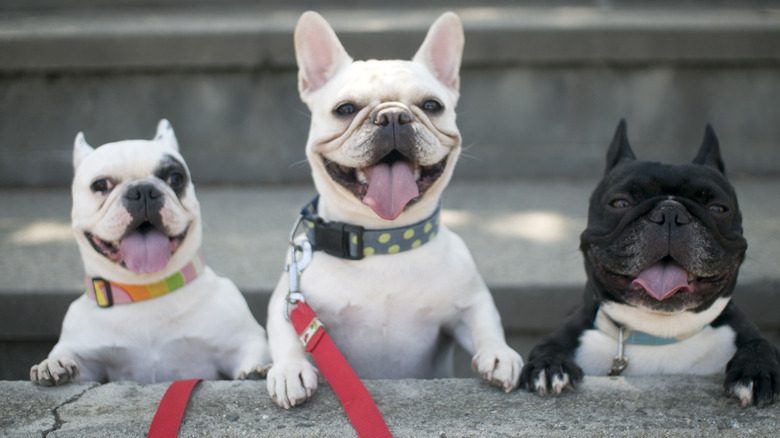 Three happy French bulldogs wearing leashes and collars on some steps