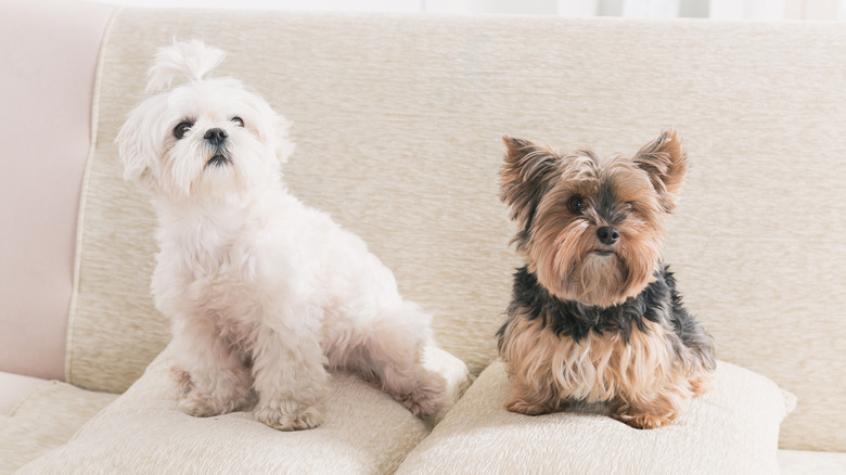 Yorkshire terrier and Maltese sitting on a sofa