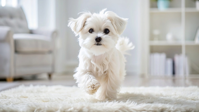 A Maltese puppy runs across a carpeted living room