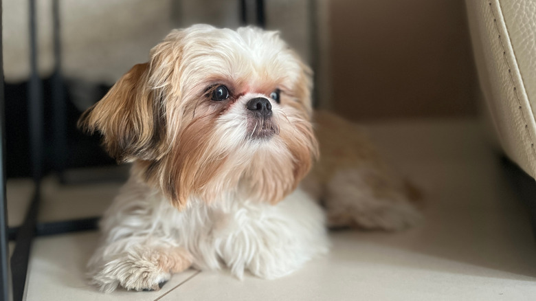 Shih Tzu lying down on tiles