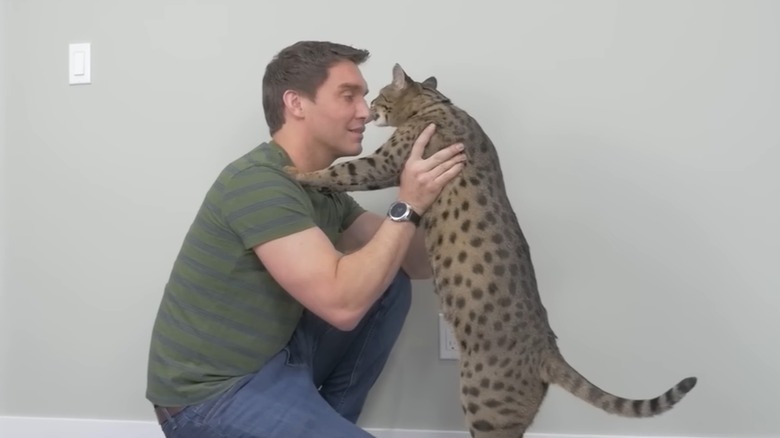 Savannah cat Fenrir with doctor