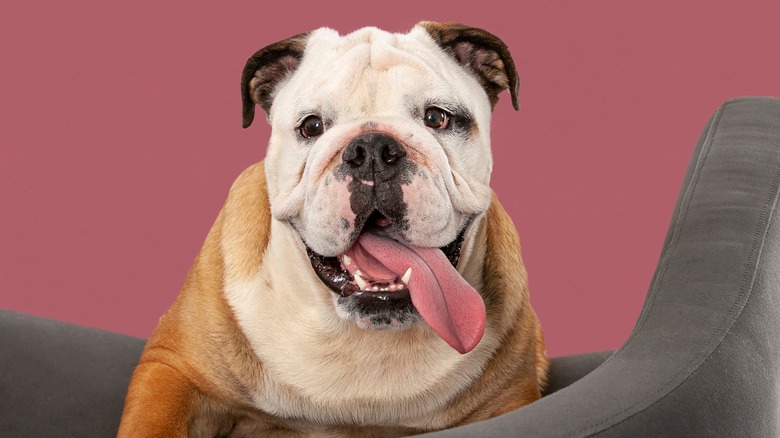 English bulldog