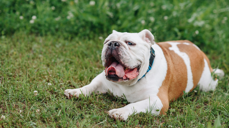 English bulldog lying on grass with mouth open and togue out