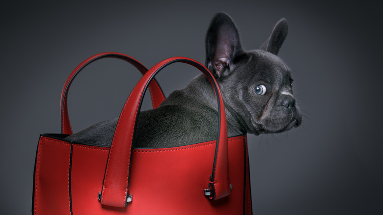 French bulldog in purse