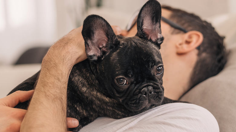 A man cuddles a French bulldog puppy while resting on the couch