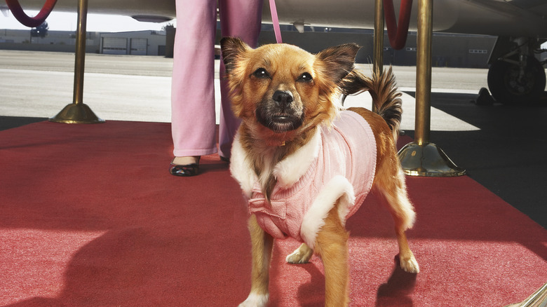 dog on red carpet