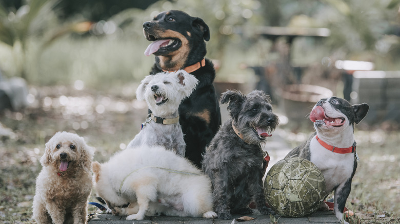 Several dogs, including a French bulldog, together outside