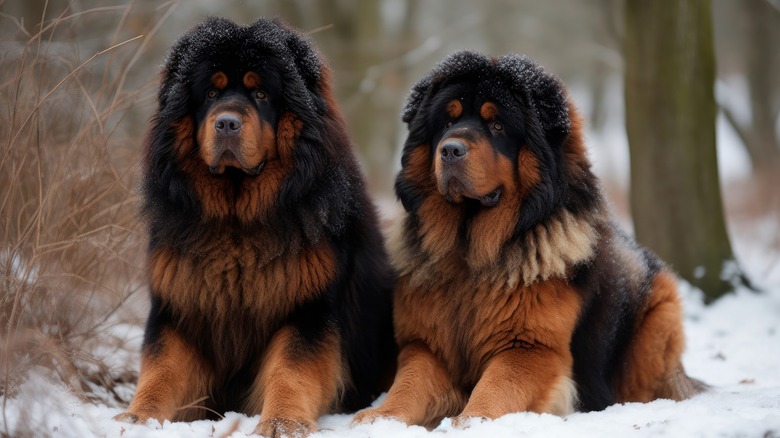 pair of Tibetan mastiffs