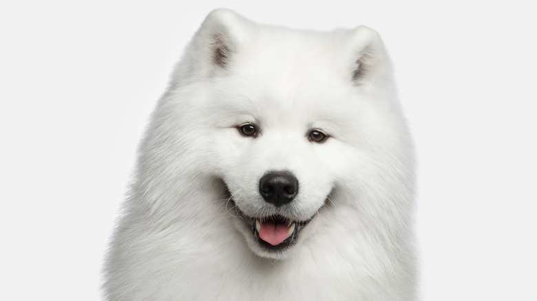 white Samoyed dog