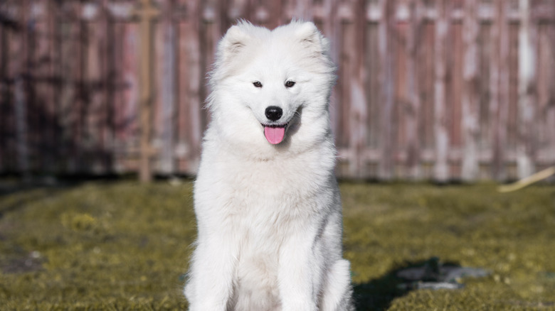 a Samoyed sitting in a fenced yard