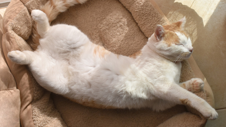 A cat sprawled out in an acrobatic position