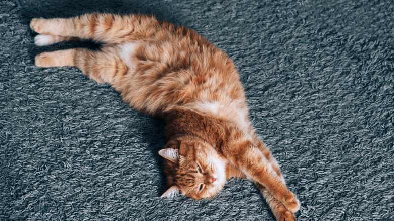 An orange cat sleeps in a strange position