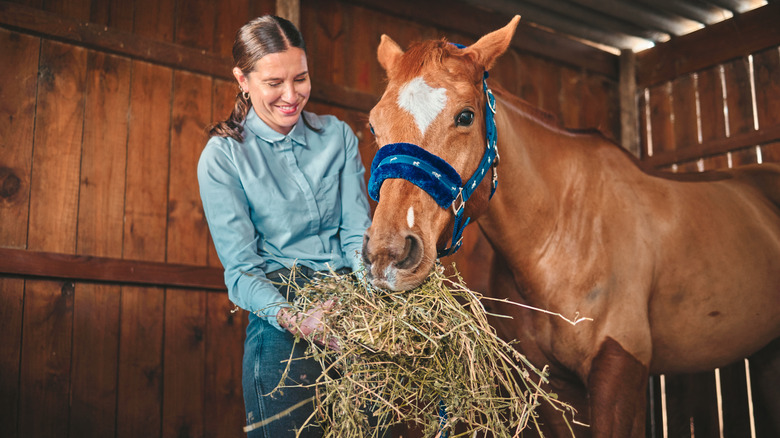 A woman feeding her horse hay while in a barn stall