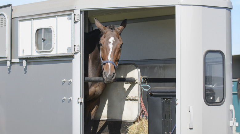 A brown horse peeks out from a transport trailer's window