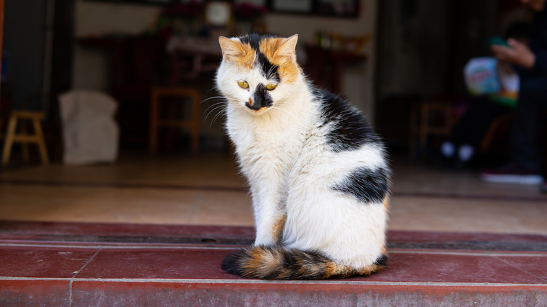 Calico cat sitting on step in house