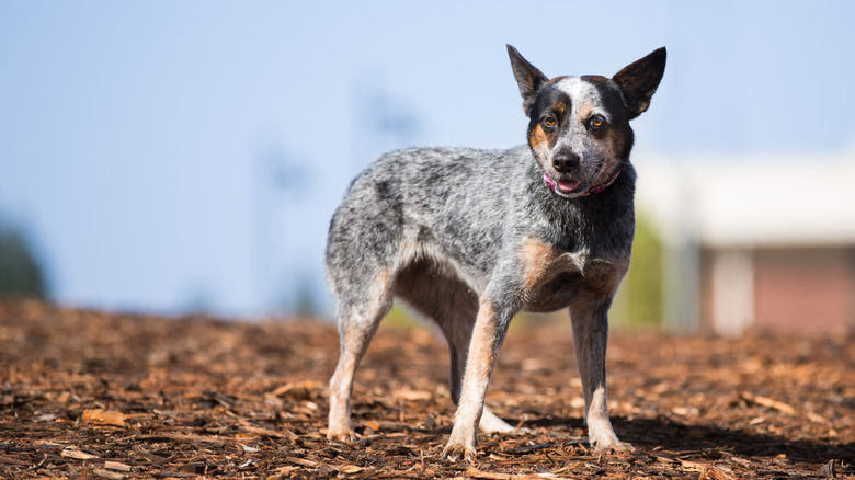 An Australian cattle dog stands on wood chips.