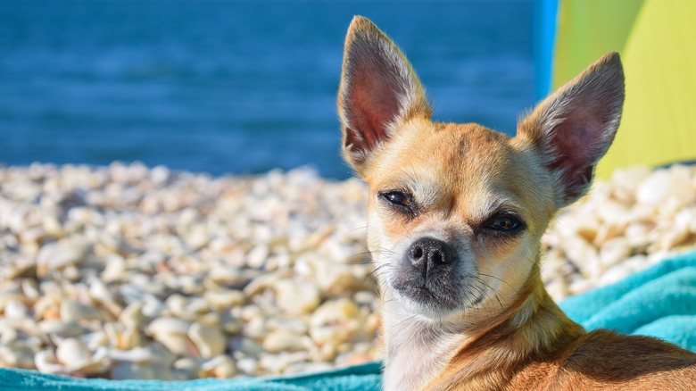 A tan chihuahua sunbathes at the beach.