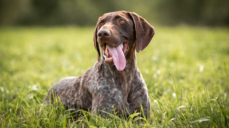 A German shorthaired pointer lies in a field of tall green grass with its tongue out.