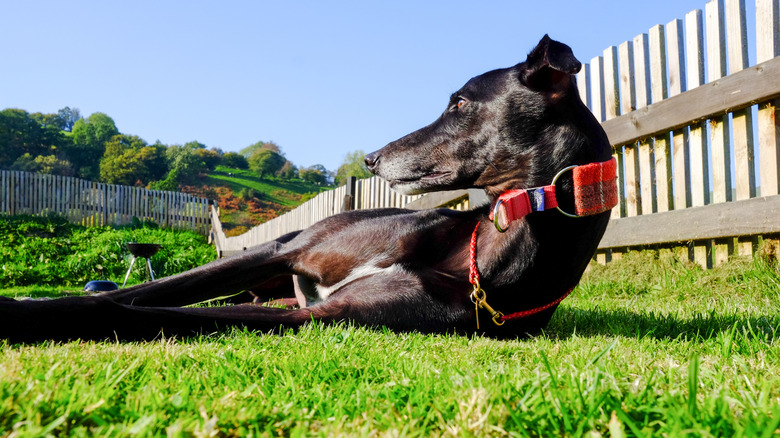 A black greyhound lies in the grass in a fenced-in yard and sunbathes.