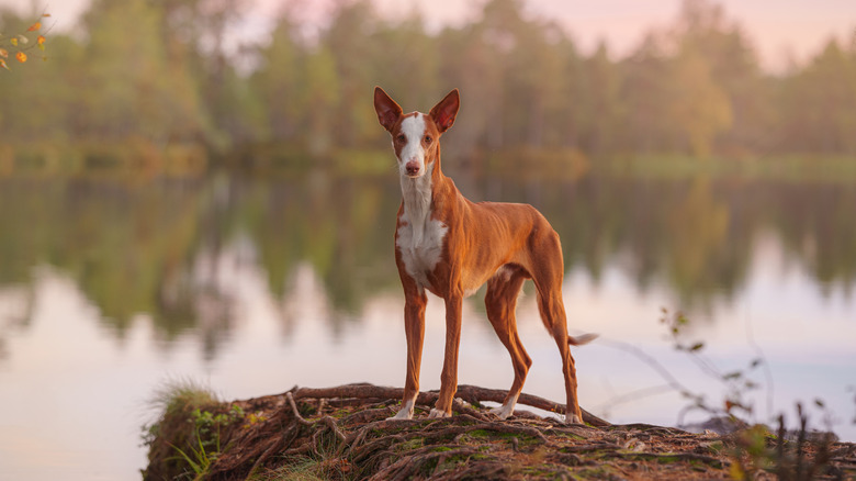 An Ibizan hound stands on land in front of a body of water surrounded by trees.