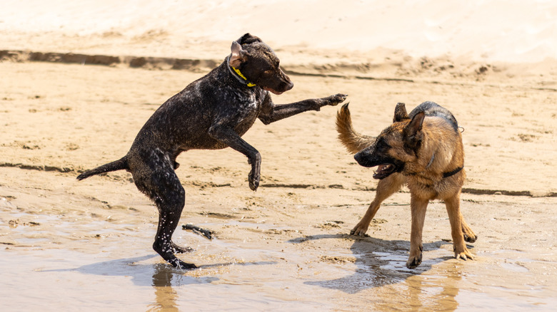 A German Shorthair pointer plays with a German shepherd on a beach during a warm day