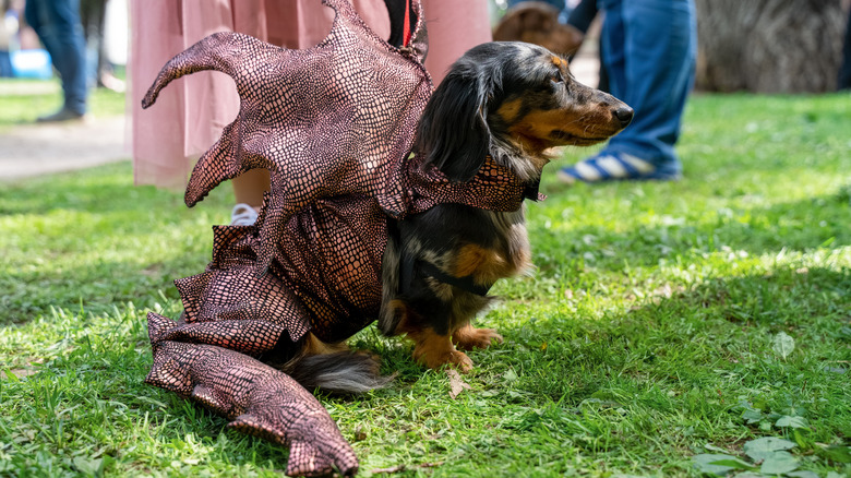 A Dachshund dressed as a dragon sitting on grass