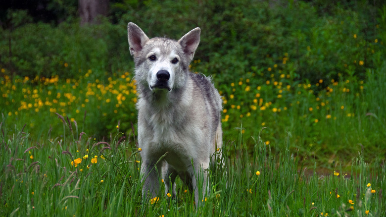 A Northern Innuit dog - the breed used for direwolves - stands in a field