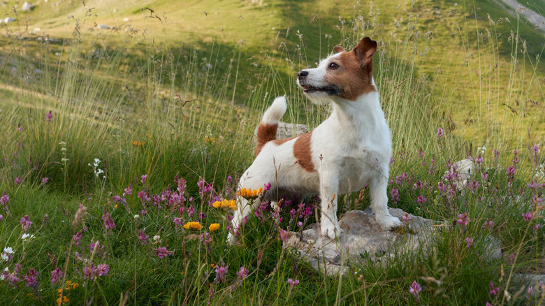 A Jack Russell terrier stands nobly on a rock on a grassy hill