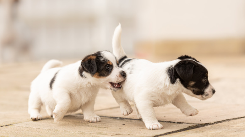 Two young puppies play on a tiled floor