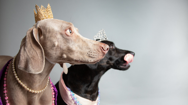 Two dogs wearing crowns and necklaces