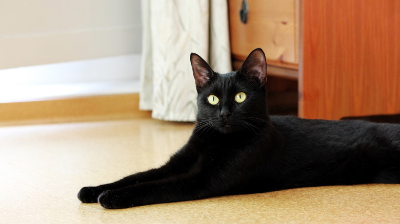 A back cat resting on a cork floor