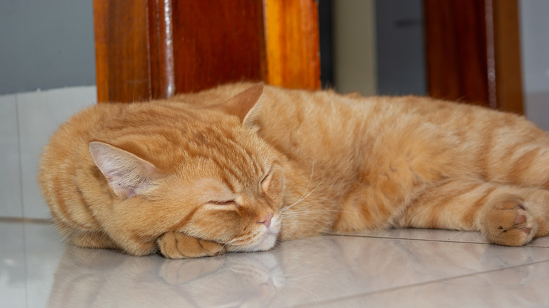 A ginger cat sleeping on a tiled floor