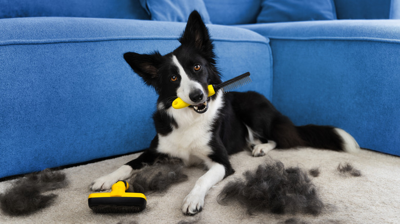 Dog on a pet-hair littered carpet with a grooming comb in its mouth