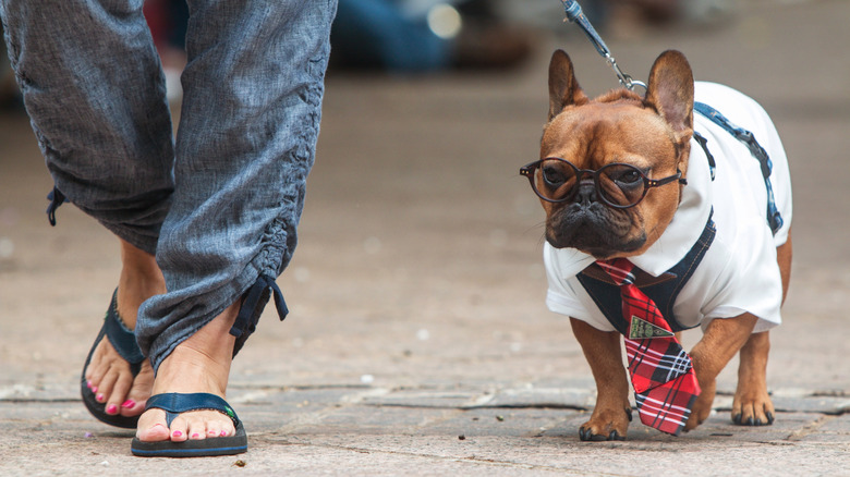 French bulldog dressed as Harry Potter walking with owner