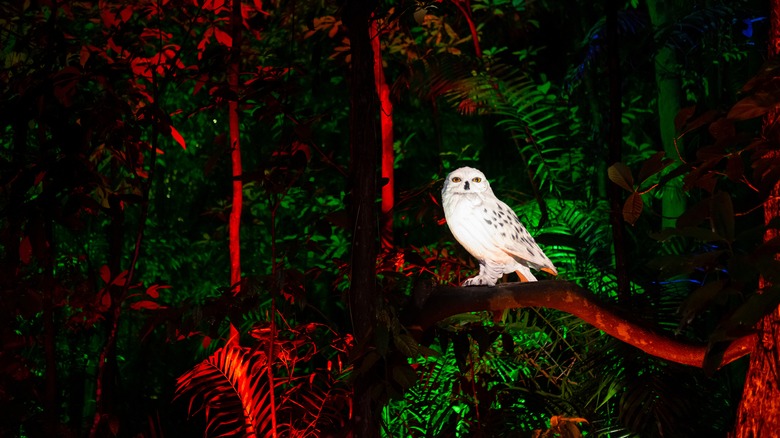 white owl in the  woods