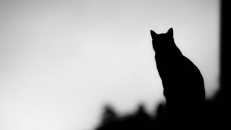 black cat in silhouette