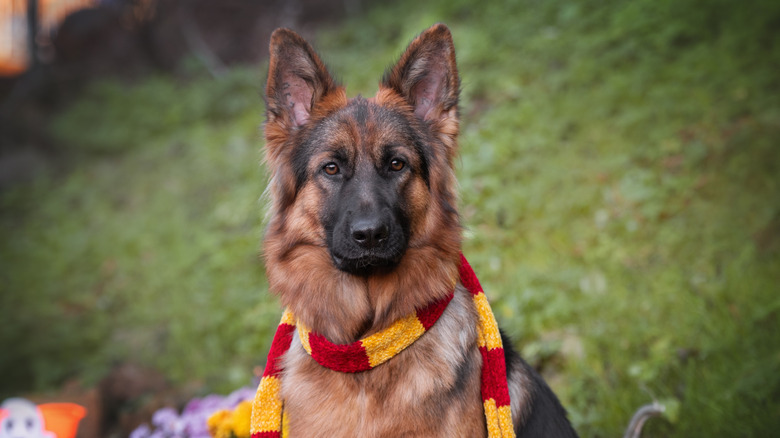 German shepherd in Harry Potter scarf outside