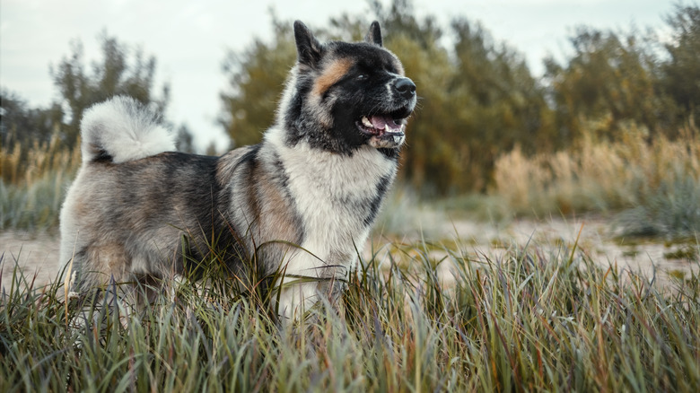 A multicolored Akita standing in a field with their legs in the grass