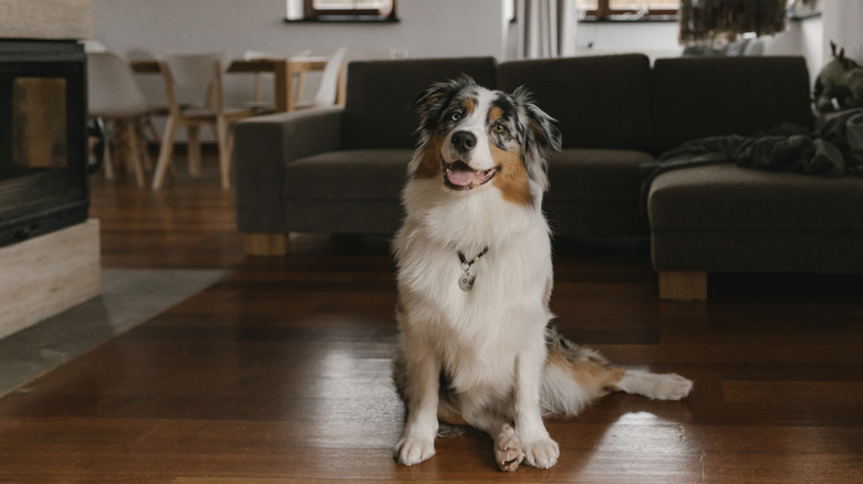 An attentive Australian shepperd sitting inside a home with a happy expression on their face