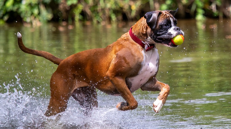 A boxer playing with a tennis ball while running through the water