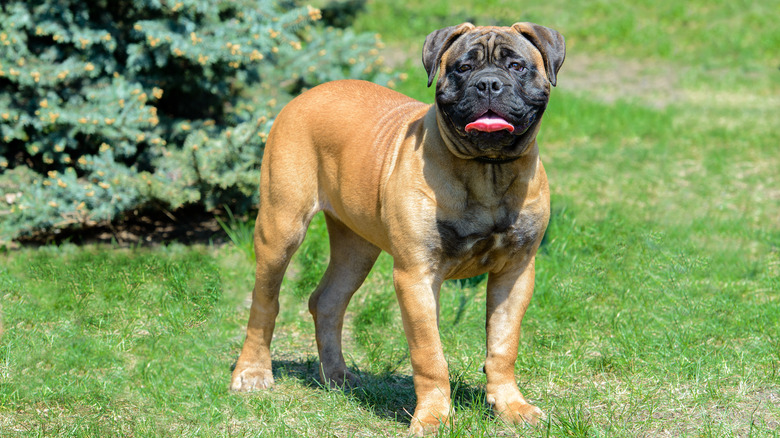 A bullmastiff with its tongue out stands in a yard