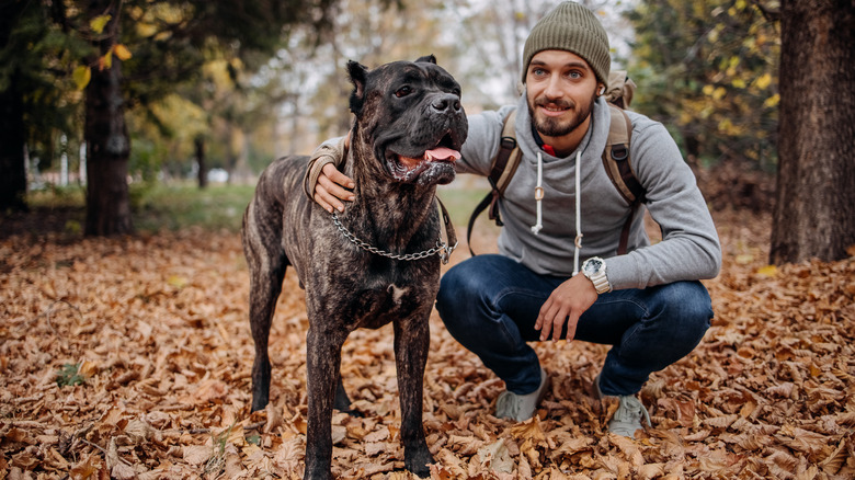 A man poses with his cane corso dog on a leafy trail in autumn