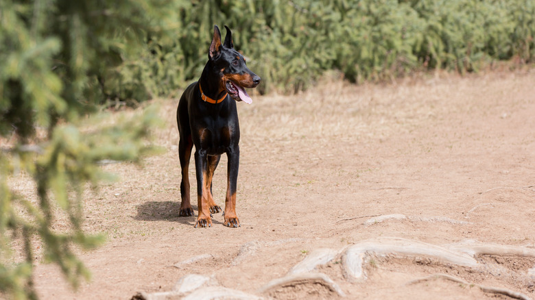 A Doberman pinscher stands tall on a dirt path in the woods